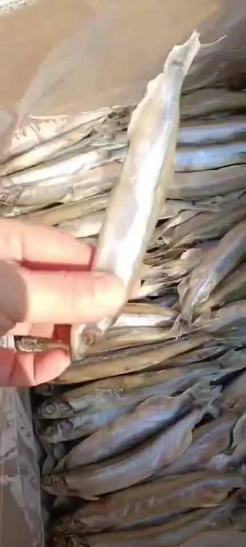 冰岛原料多春鱼母体全规格粒粒饱满