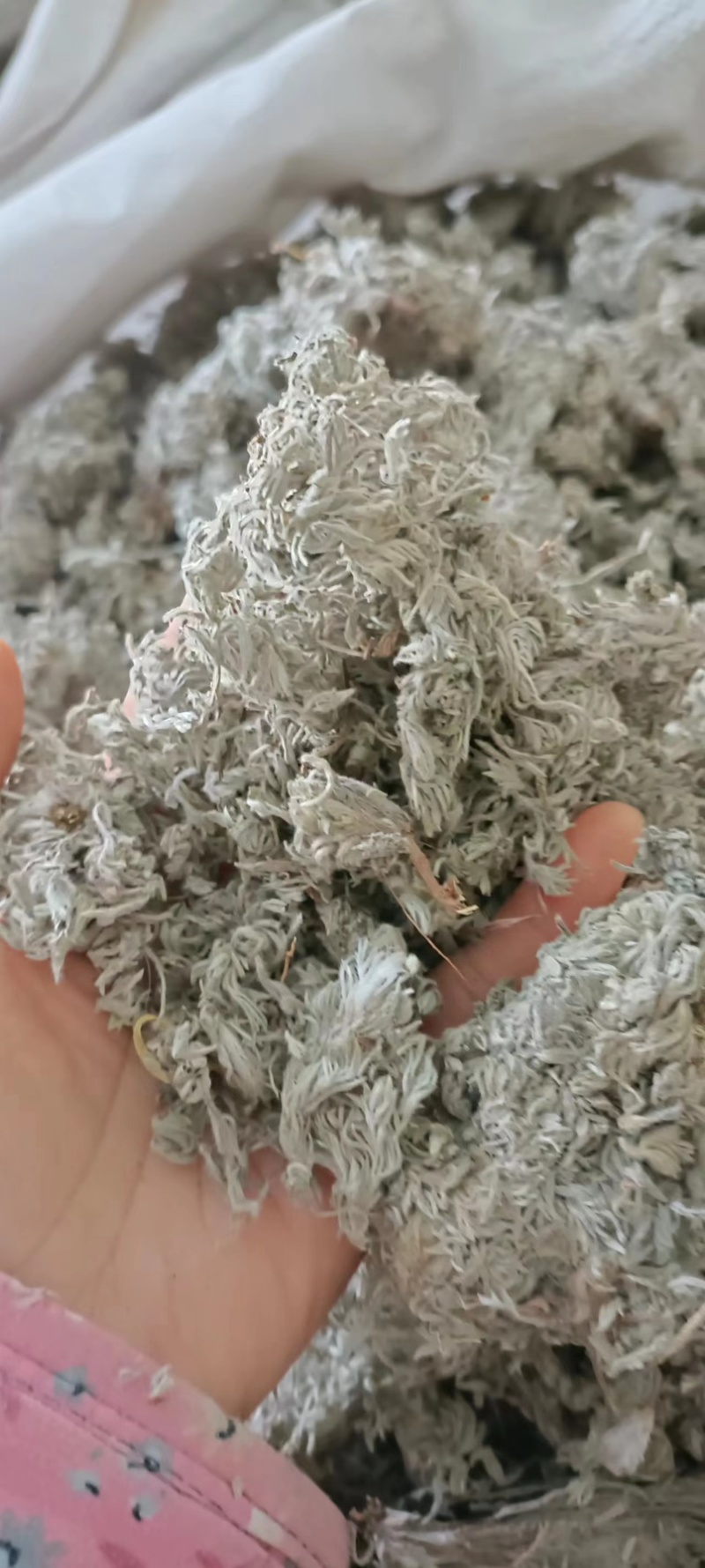 绵茵陈，产地河南，、货源充足，全国发货，持在线下单支。