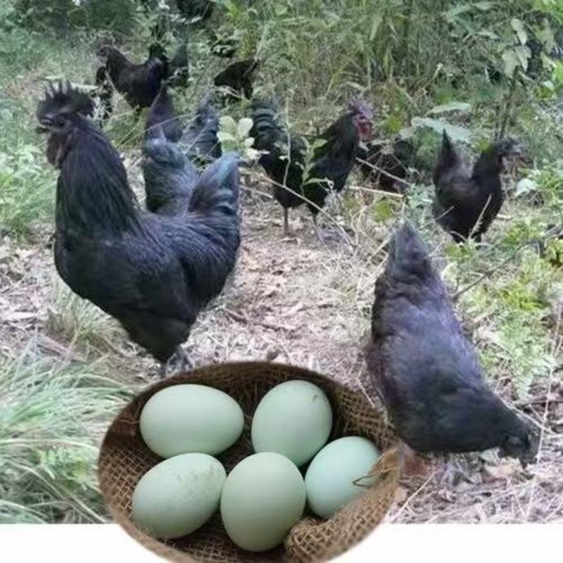 超大蛋黄双绿壳鸡蛋乌鸡蛋精品富硒五黑鸡绿壳鸡蛋