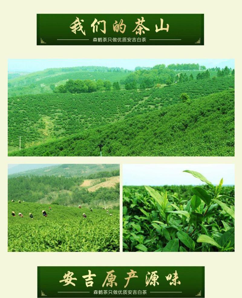 安吉白茶新茶原产地雨前特级125克森鹤茶叶欢迎下单
