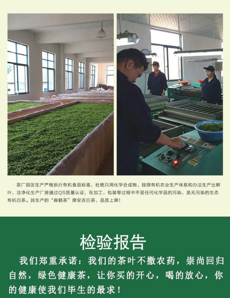 安吉白茶新茶原产地雨前特级125克森鹤茶叶欢迎下单