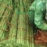 铁棍山药
