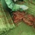 铁棍山药