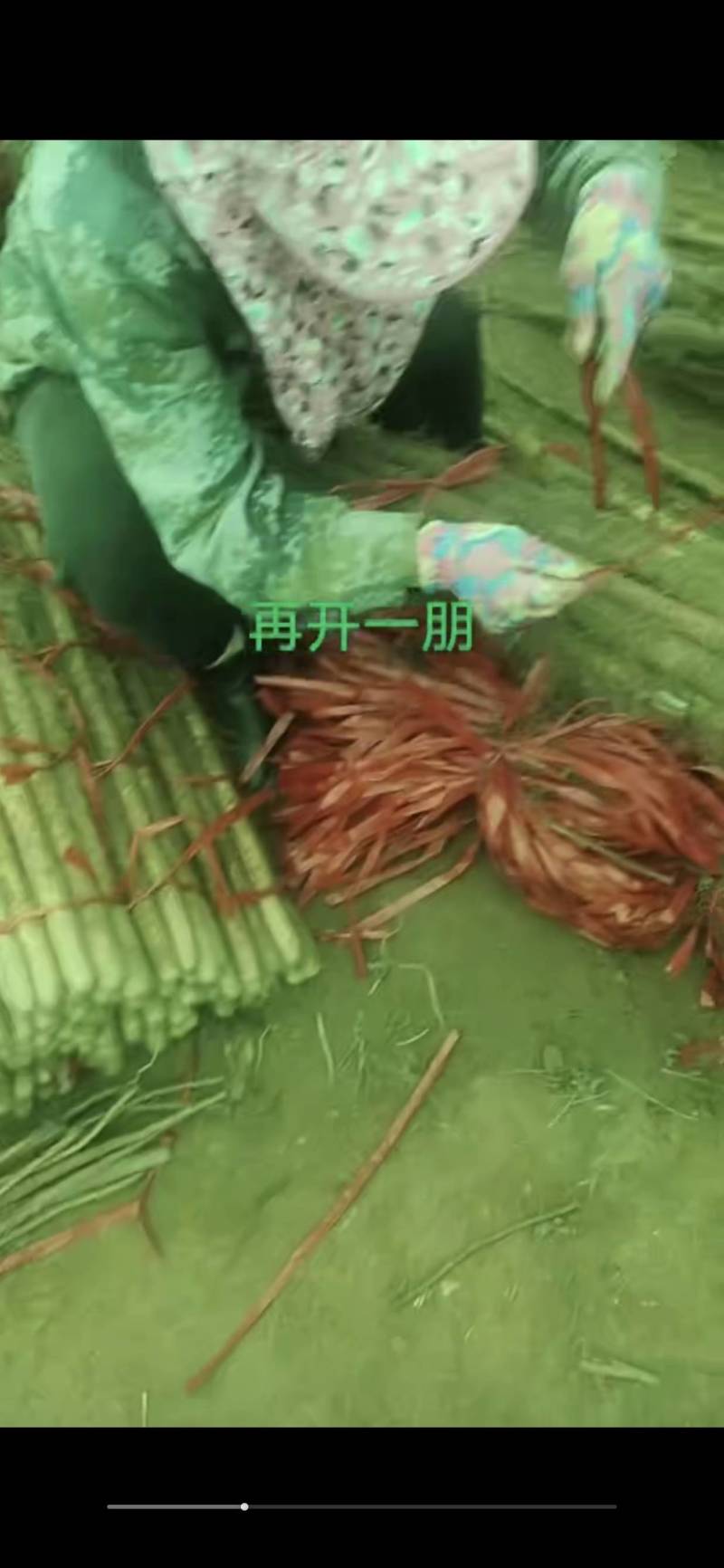 铁棍山药