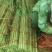 铁棍山药