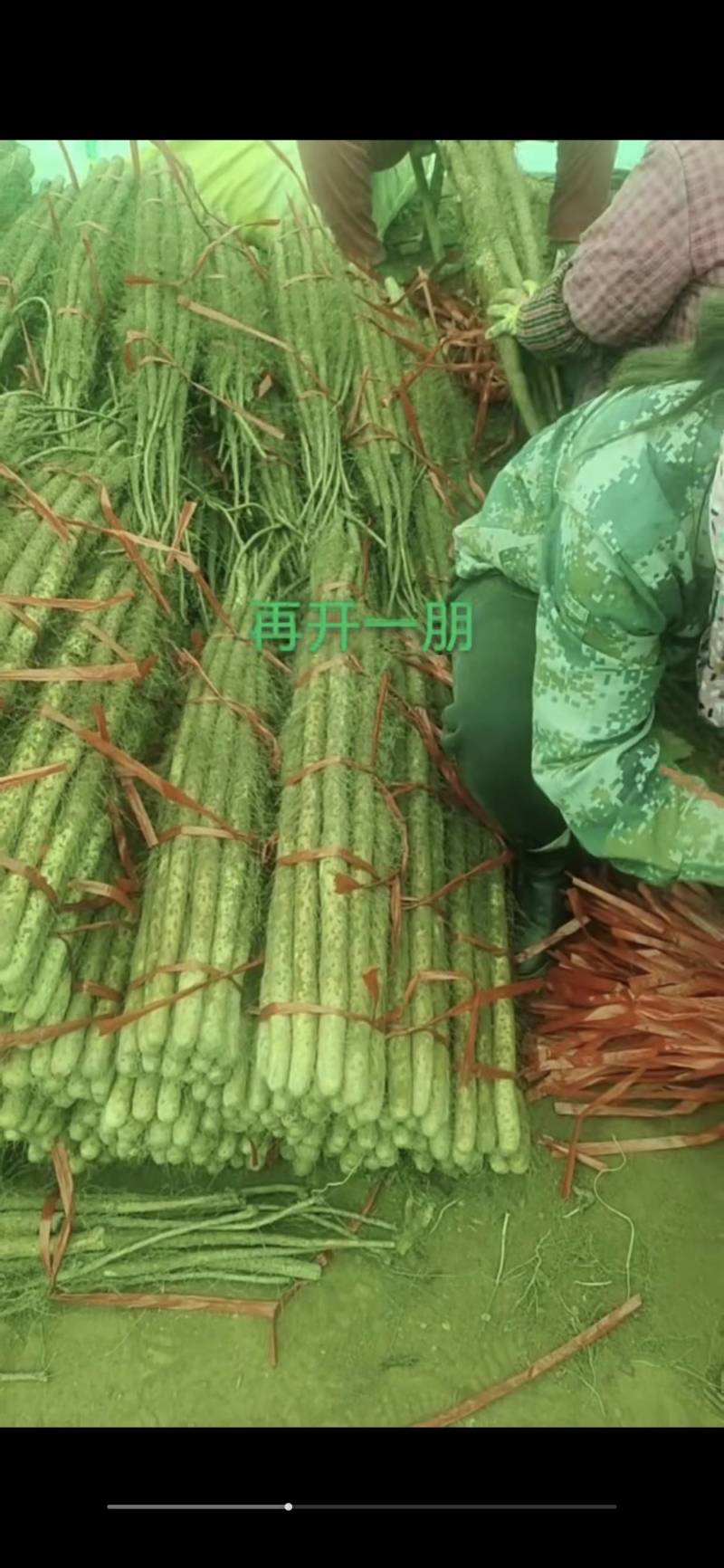 铁棍山药