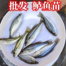 鲈鱼苗加州鲈鱼苗批发优鲈三号品质好提供技术