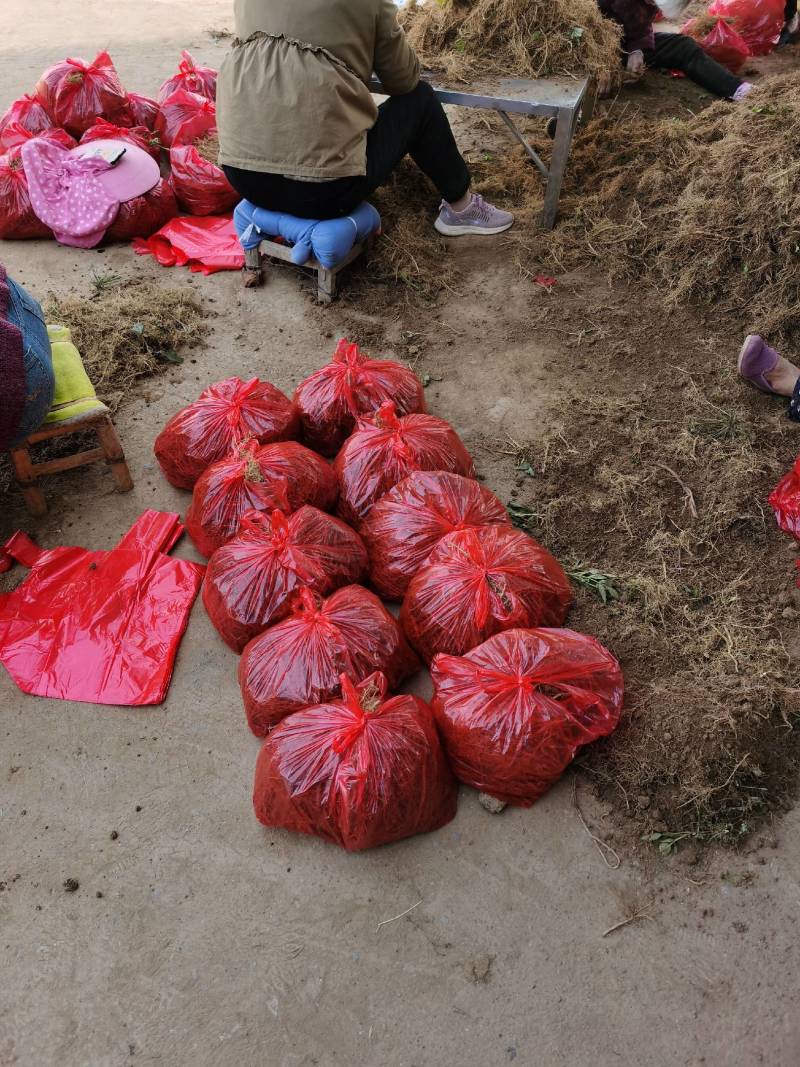 白鲜皮种苗种籽保质保量根系发达皮厚心细产量高