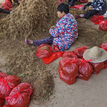 白鲜皮种苗种籽保质保量根系发达皮厚心细产量高