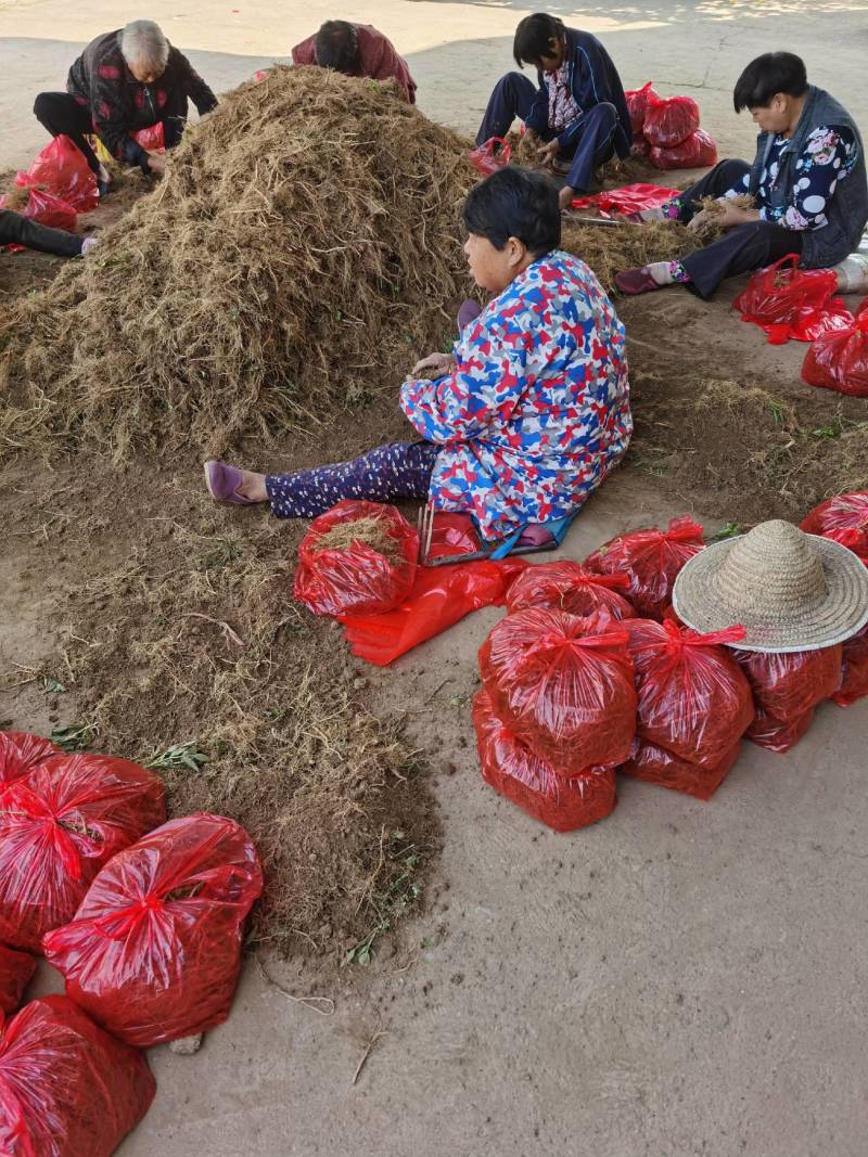 白鲜皮种苗种籽保质保量根系发达皮厚心细产量高