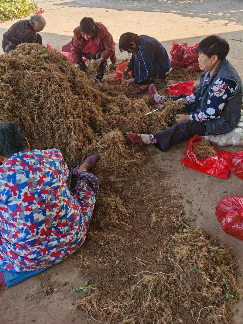 白鲜皮种苗种籽保质保量根系发达皮厚心细产量高