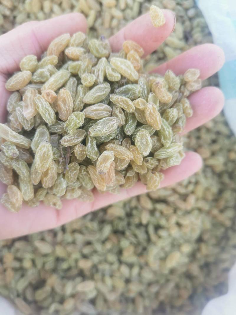 小颗粒葡萄干，针对奶茶店
