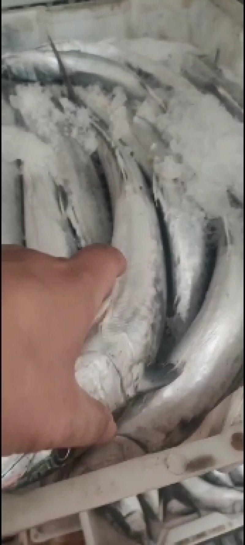 春鲅鱼今年刚刚上来的新鲜的春鲅鱼质量嘎嘎硬