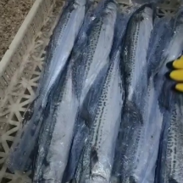 春鲅鱼今年刚刚上来的新鲜的春鲅鱼质量嘎嘎硬