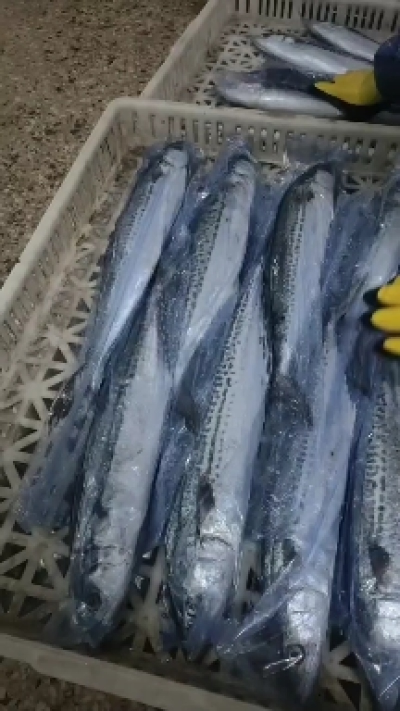 春鲅鱼今年刚刚上来的新鲜的春鲅鱼质量嘎嘎硬