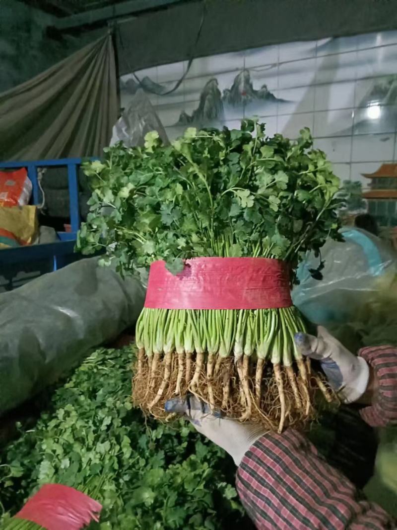聊城铁杆青香菜，大量供应各大电商平台，商超，市场等。