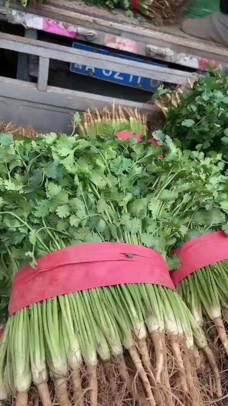 聊城铁杆青香菜，大量供应各大电商平台，商超，市场等。