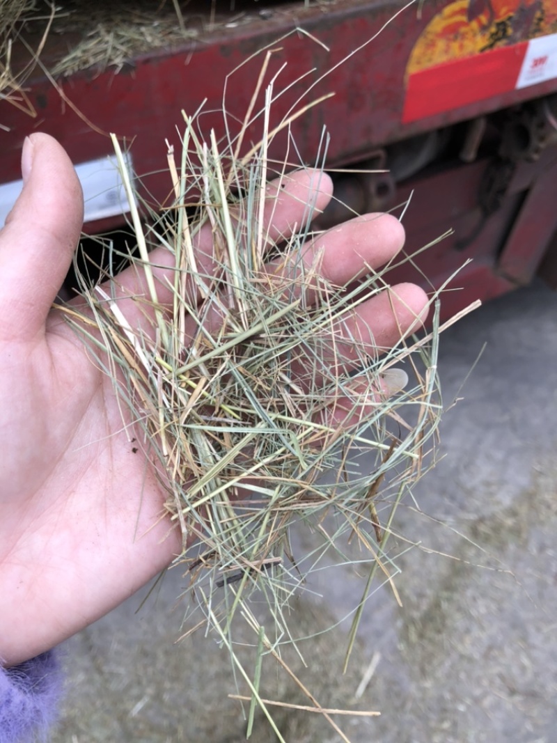 揉丝大包羊草牛马羊牧草干草动物园用饲草