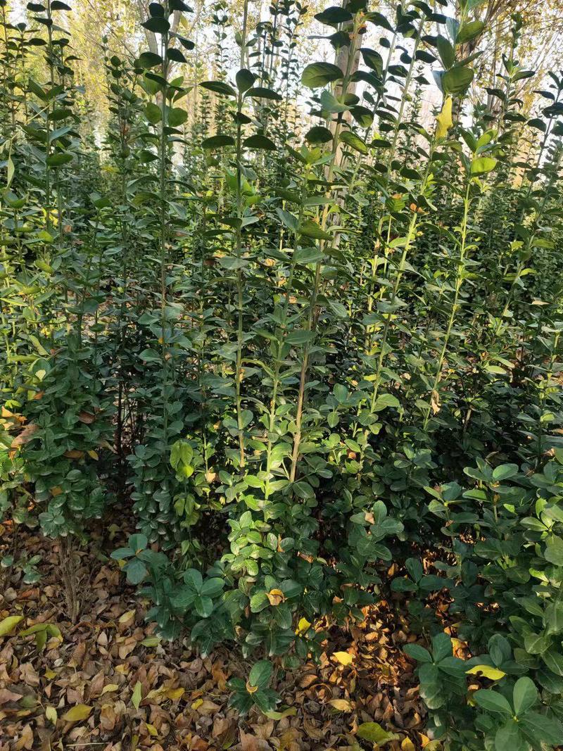 【精品】北海道黄杨高度150厘米绿化长青苗木基地直供