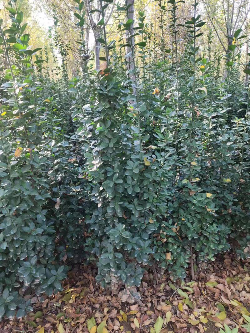 【精品】北海道黄杨高度150厘米绿化长青苗木基地直供