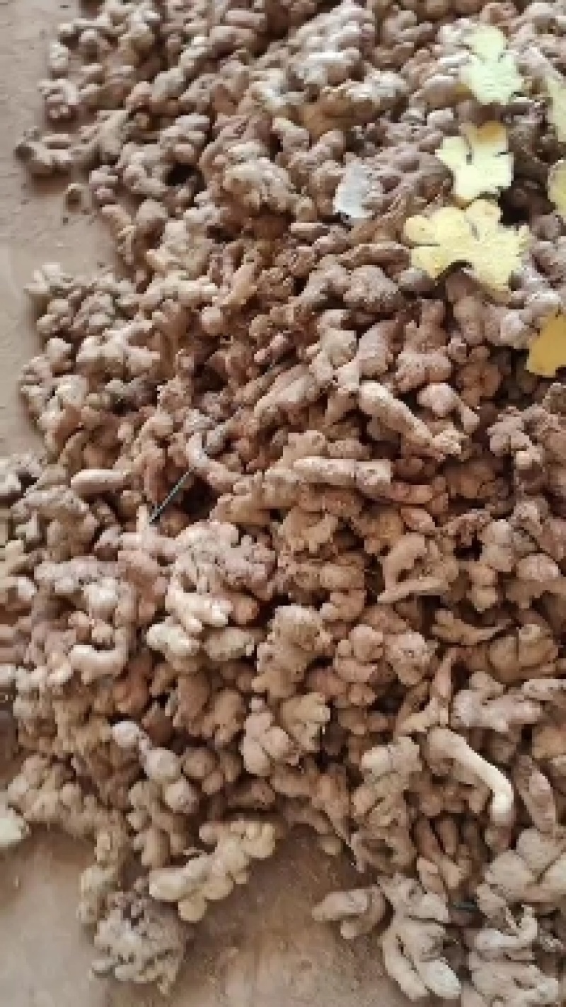 云南高山小黄姜，量大从优，支持一件代发！