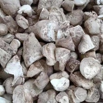 菇腿菇脚菇腿大量批发价格便宜品质好全国包邮！！