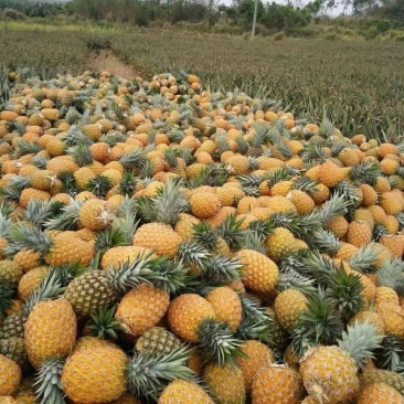 牛奶凤梨
