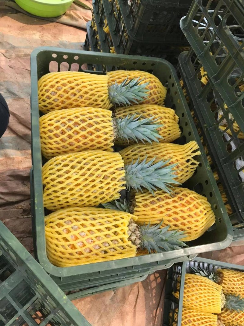 牛奶凤梨