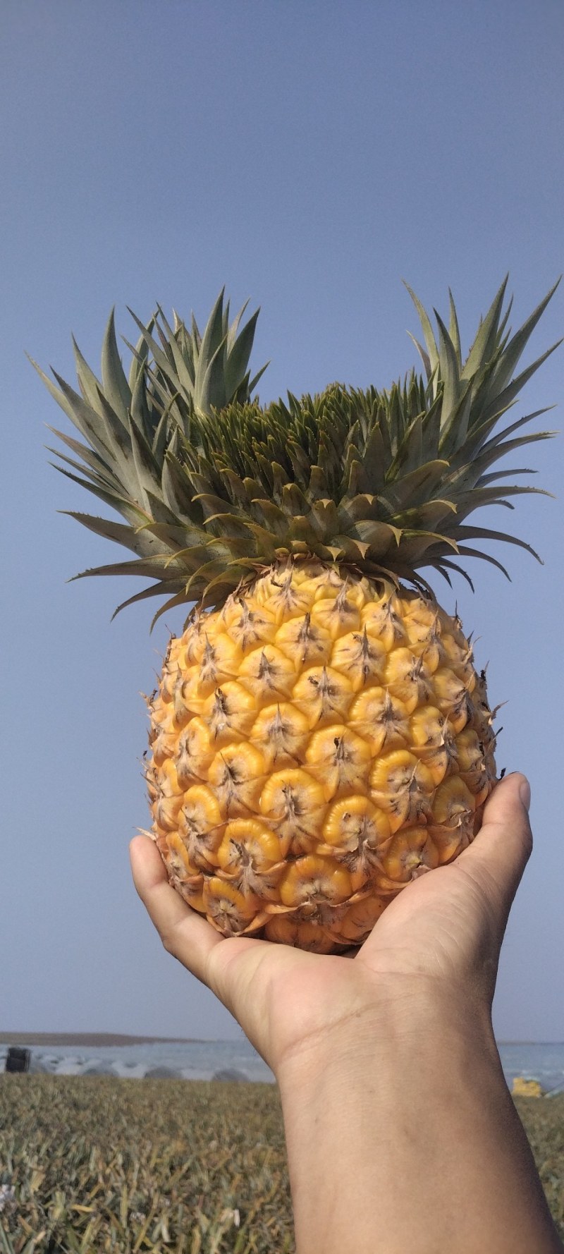 牛奶凤梨