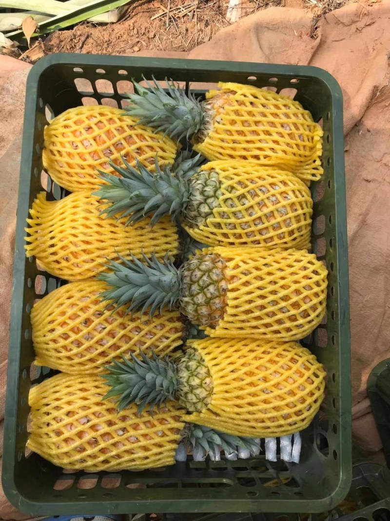 牛奶凤梨
