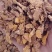 【射干】保质保量.一手货源大货供应.规格齐全量大优惠