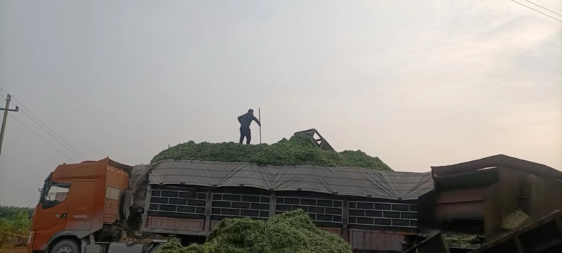 玉米秸秆，产地直发价格优惠欢迎采购，欢迎大家订购