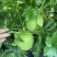 新型杂交香芋冬瓜泰丰香芋小冬瓜种子香味浓郁肉质清甜