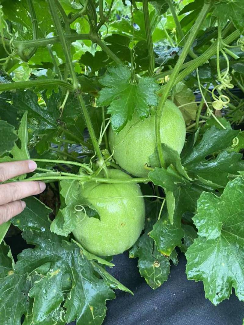 新型杂交香芋冬瓜泰丰香芋小冬瓜种子香味浓郁肉质清甜