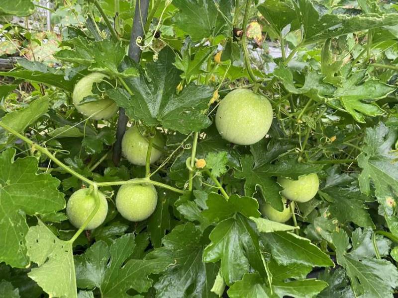 新型杂交香芋冬瓜泰丰香芋小冬瓜种子香味浓郁肉质清甜