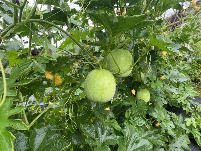 新型杂交香芋冬瓜泰丰香芋小冬瓜种子香味浓郁肉质清甜