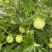 新型杂交香芋冬瓜泰丰香芋小冬瓜种子香味浓郁肉质清甜