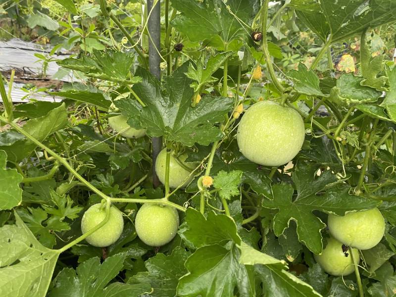 新型杂交香芋冬瓜泰丰香芋小冬瓜种子香味浓郁肉质清甜