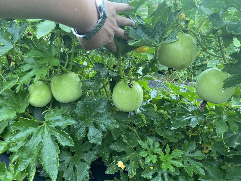 新型杂交香芋冬瓜泰丰香芋小冬瓜种子香味浓郁肉质清甜