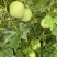 新型杂交香芋冬瓜泰丰香芋小冬瓜种子香味浓郁肉质清甜