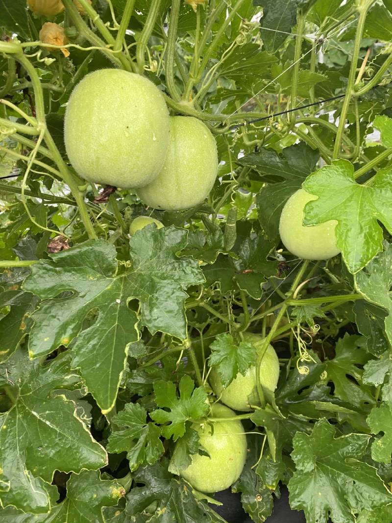 新型杂交香芋冬瓜泰丰香芋小冬瓜种子香味浓郁肉质清甜