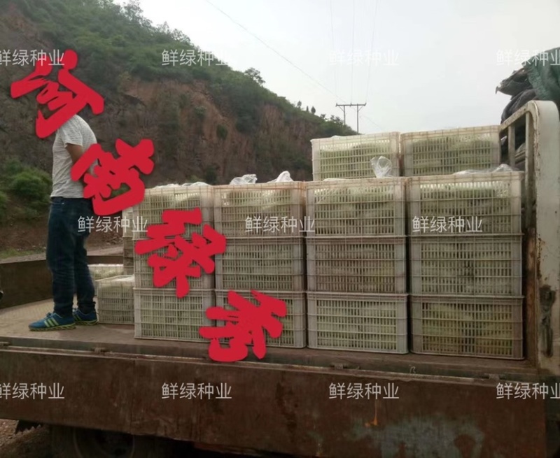 绿秀抗病早熟西葫芦杂交一代新品种瓜码适中品质脆嫩