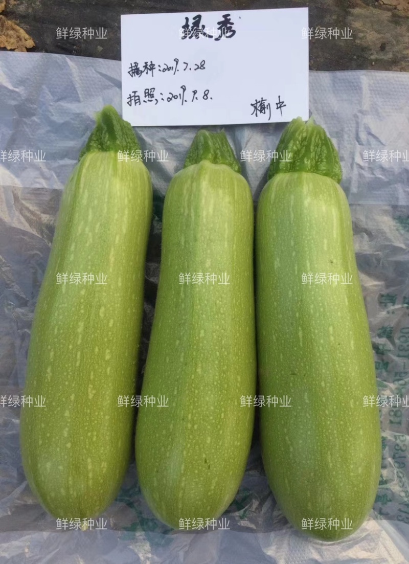 绿秀抗病早熟西葫芦杂交一代新品种瓜码适中品质脆嫩
