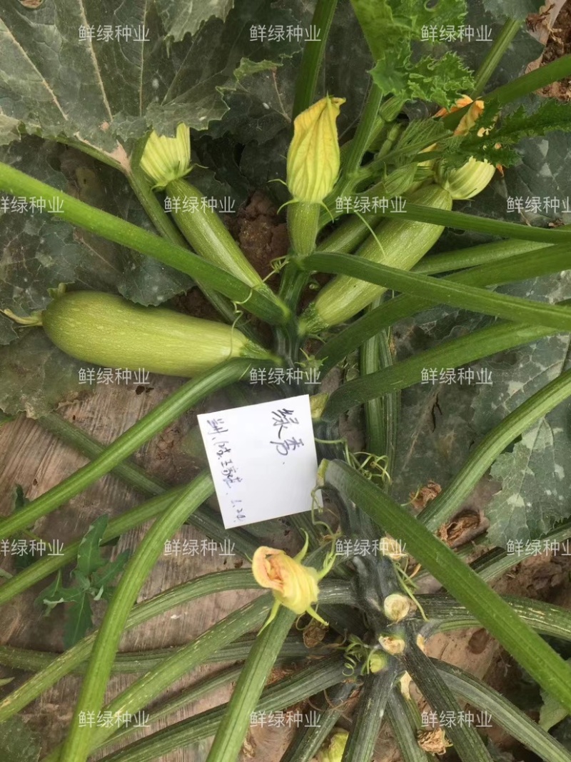 绿秀抗病早熟西葫芦杂交一代新品种瓜码适中品质脆嫩