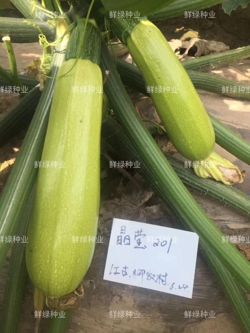晶莹201杂交西葫芦、高抗病、耐热、翠绿油亮、丰产性好