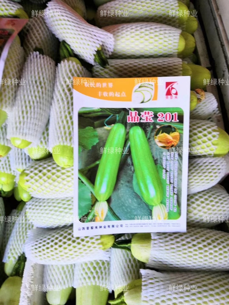 晶莹201杂交西葫芦、高抗病、耐热、翠绿油亮、丰产性好