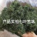 【平利县发货】野生七叶苦味绞股蓝龙须绞股蓝嫩叶嫩芽包邮