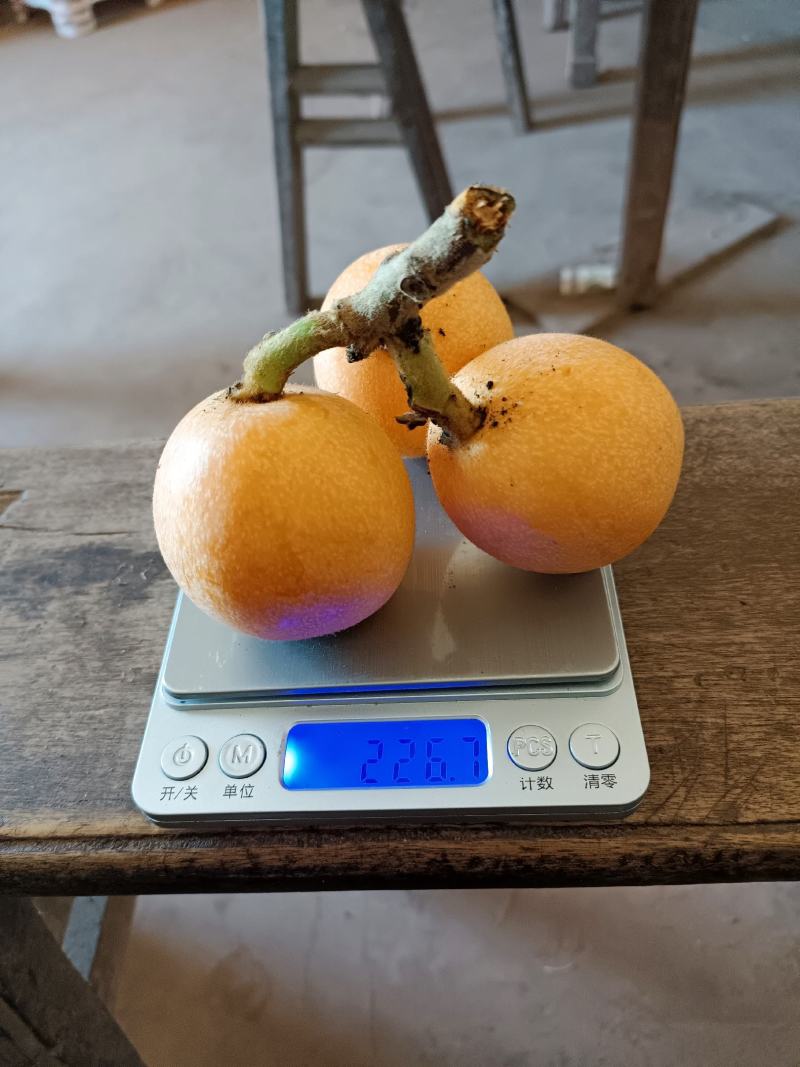 屏山大五星枇杷已经大量上市。货源充足。有露天果。有套袋果
