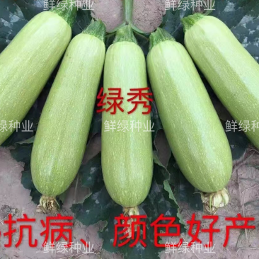 绿秀抗病早熟西葫芦杂交一代新品种瓜码适中品质脆嫩