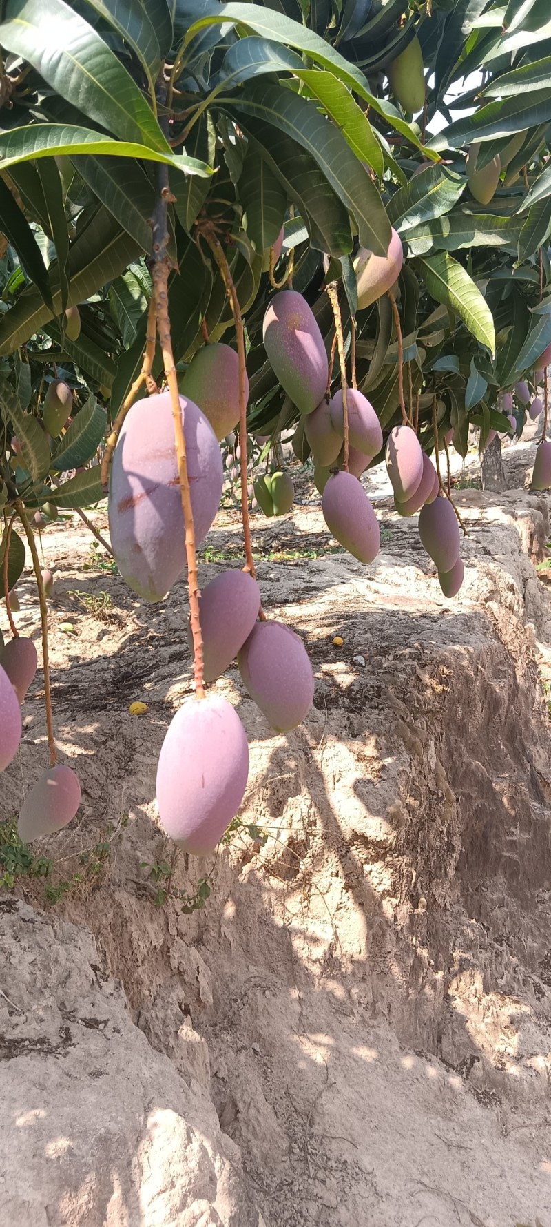 海南芒季走进迷宫全是贵妃